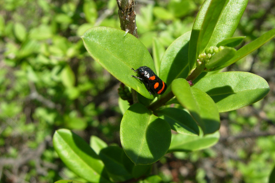 Omotteri: afidi e Cercopis sp